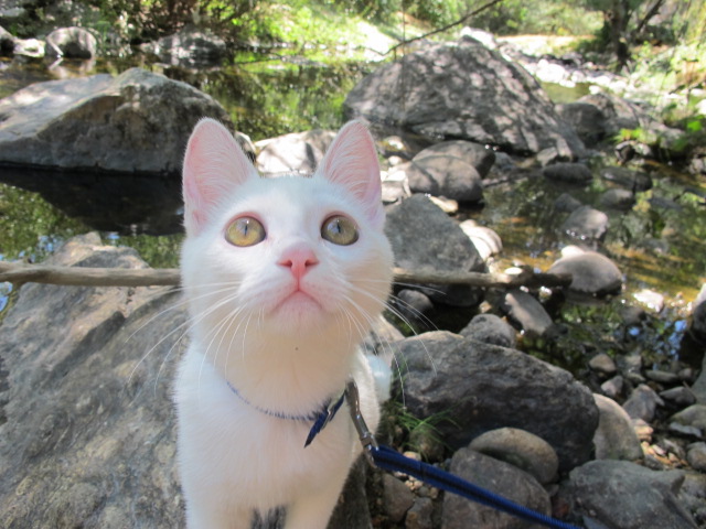 gata mimi