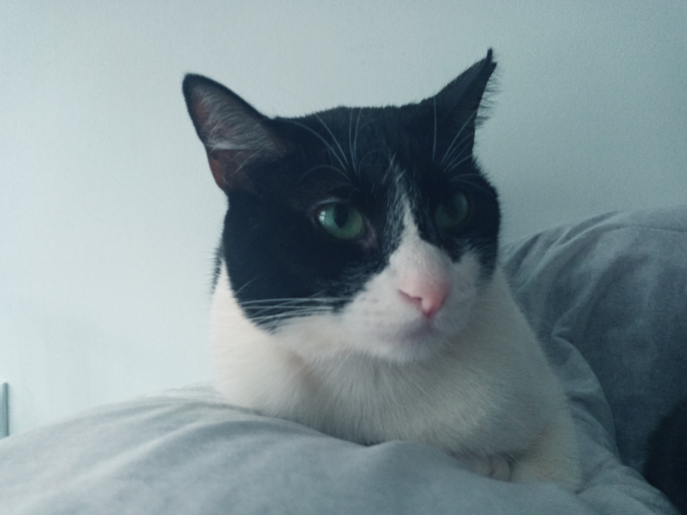 gata clea