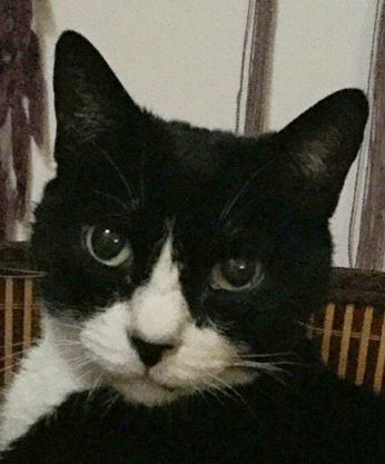 cati gata tiene una mirada hipnótica