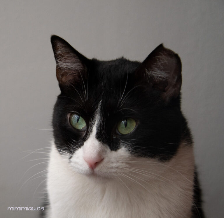 fotomatón de la gata clea, gata blanca y negra que parece llevar antifaz