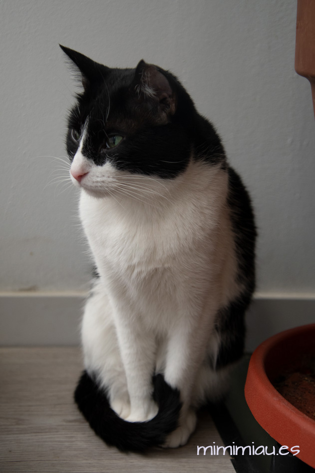 gata clea mira hacia el infinito