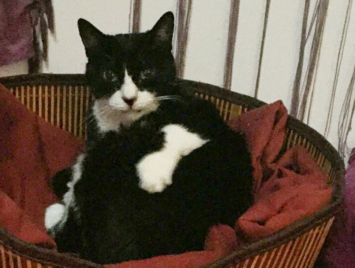 cati sonríe para la foto con sus guantes blancos en la cesta para gatos