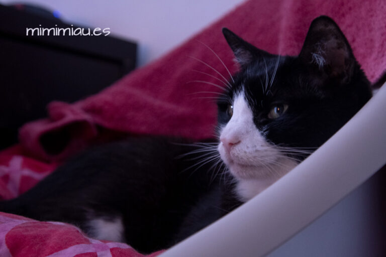 el gato man descansa en la recepción