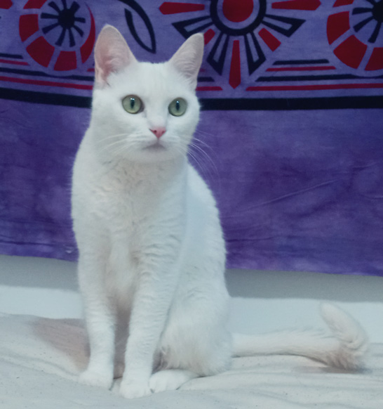 gata blanca mimi con fondo de tapíz