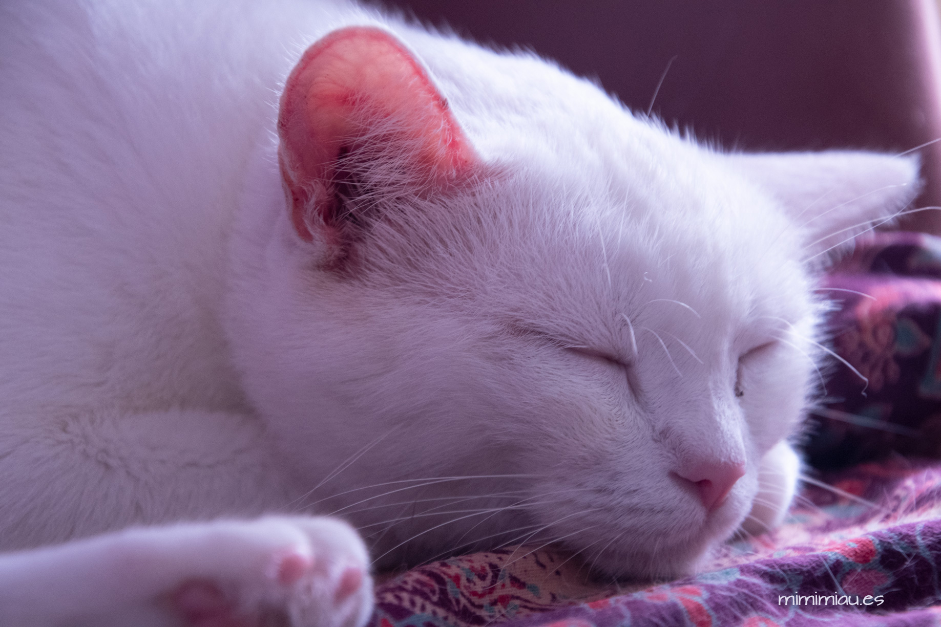 mimi descansa plácidamente