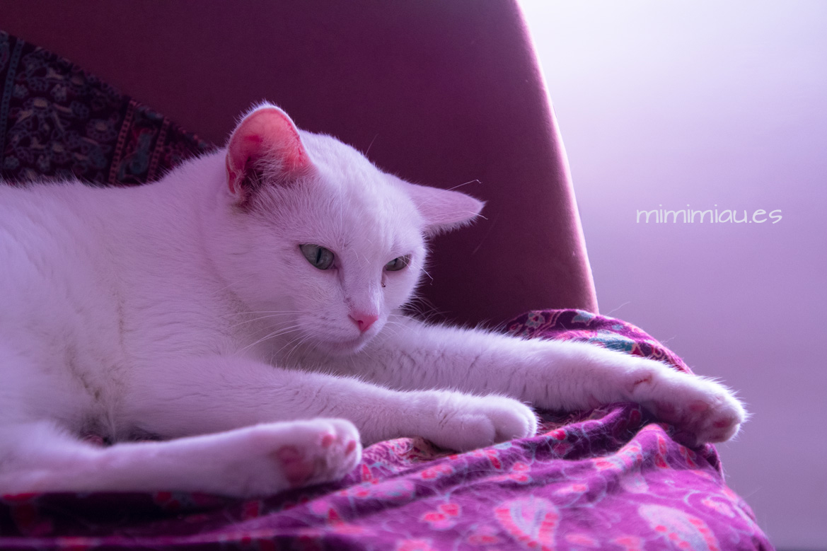 gata blanca mimi comienza su descanso de la tarde en un asiento