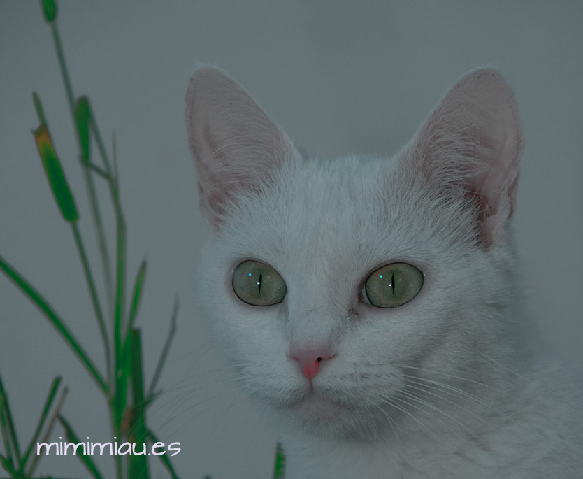 mimi gata está contenta con la hierba