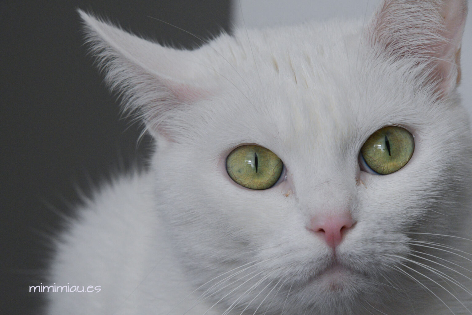 primer plano de la gata mimi con gran detalle y nitidéz, se aprecia su gran belleza, parece suave como algodón