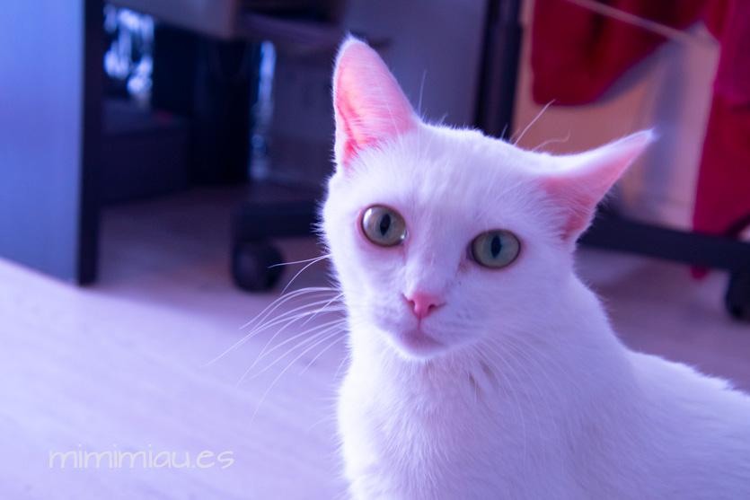 gata blanca mimi mira a la cámara sorprendida, con sus ojos verdes y orejas puntiagudas