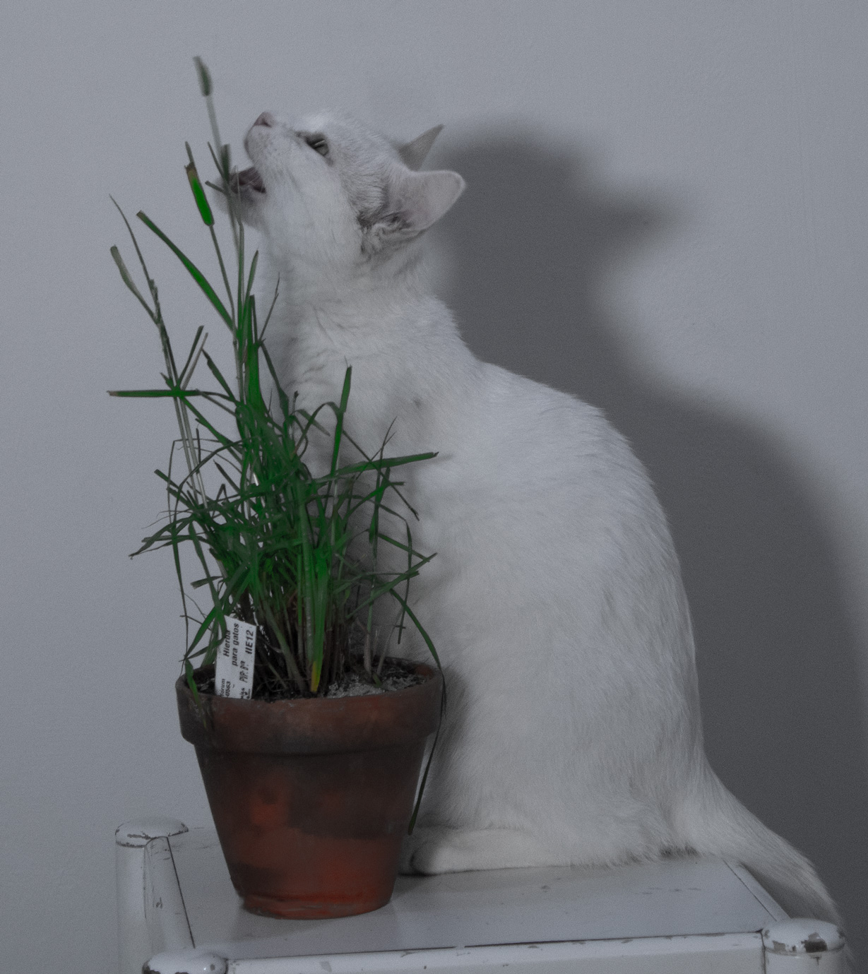 gata blanca se alimenta de un tiesto de hierba